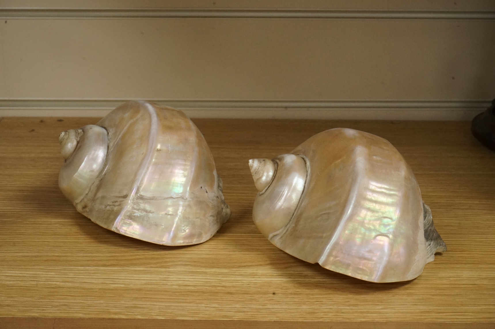 A pair of Turbo Marmoratus shells, each approximately 16cm wide.